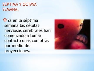 SEPTIMA Y OCTAVA
SEMANA:

Ya en la séptima

semana las células
nerviosas cerebrales han
comenzado a tomar
contacto unas con otras
por medio de
proyecciones.

 