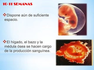 10-11 SEMANAS

Dispone aún de suficiente
espacio.

El hígado, el bazo y la
médula ósea se hacen cargo
de la producción sanguínea.

 