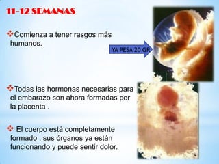 11-12 SEMANAS

Comienza a tener rasgos más
humanos.

YA PESA 20 GR

Todas las hormonas necesarias para
el embarazo son ahora formadas por
la placenta .

 El cuerpo está completamente
formado , sus órganos ya están
funcionando y puede sentir dolor.

 