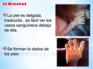 14 SEMANAS

La piel es delgada,
traslúcida , es fácil ver los
vasos sanguíneos debajo
de ella.

Se forman lo dedos de
los pies.

 