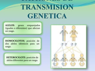 ALELOS: genes emparejados
(iguales o diferentes) que afectan
un rasgo.
HOMOCIGOTOS: posición de
dos alelos idénticos para un
rasgo.
HETEROCIGOTE: posición de
alelos diferentes para un rasgo.
 