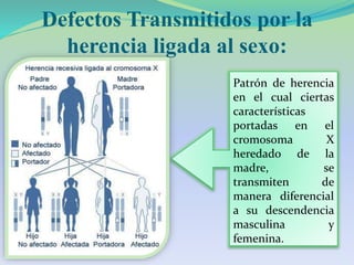 Defectos Transmitidos por la
herencia ligada al sexo:
Patrón de herencia
en el cual ciertas
características
portadas en el
cromosoma X
heredado de la
madre, se
transmiten de
manera diferencial
a su descendencia
masculina y
femenina.
 