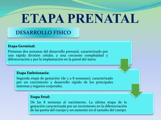 ETAPA PRENATAL
DESARROLLO FISICO
Etapa Germinal:
Primeras dos semanas del desarrollo prenatal, caracterizado por
una rápida división celular, y una creciente complejidad y
diferenciación y por la implantación en la pared del útero.
Etapa Embrionaria:
Segunda etapa de gestación (de 2 a 8 semanas); caracterizado
por un crecimiento y desarrollo rápido de los principales
sistemas y órganos corporales.
Etapa Fetal:
De las 8 semanas al nacimiento. La ultima etapa de la
gestación caracterizada por un incremento en la diferenciación
de las partes del cuerpo y un aumento en el tamaño del cuerpo.
 