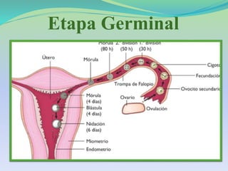Etapa Germinal
 