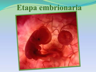 Etapa embrionaria
 