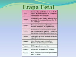 Etapa Fetal
 