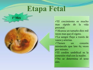 Etapa Fetal
1º Mes
El crecimiento es mucho
mas rápido de la vida
prenatal.
Alcanza un tamaño diez mil
veces mas que el cigoto.
La sangre fluye a través de
vasos y arterias.
Tienen un corazón
minúsculo que late 65 veces
por minuto.
El cordón umbilical es la
conexión vital con la madre.
No se determina el sexo
aún.
 