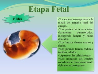 Etapa Fetal
2º Mes La cabeza corresponde a la
mitad del tamaño total del
cuerpo.
Las partes de la cara están
claramente desarrolladas,
incluyendo lengua y raíces
dentales.
Los brazos tienen manos y
dedos.
Las piernas tienen rodillas,
tobillos y dedos.
Aparecen las células óseas.
Los impulsos del cerebro
coordinan el funcionamiento
del sistema de órganos.
 