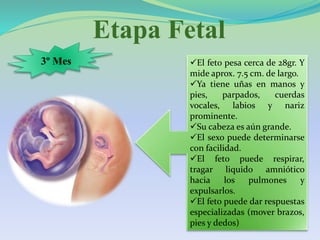 Etapa Fetal
3º Mes El feto pesa cerca de 28gr. Y
mide aprox. 7.5 cm. de largo.
Ya tiene uñas en manos y
pies, parpados, cuerdas
vocales, labios y nariz
prominente.
Su cabeza es aún grande.
El sexo puede determinarse
con facilidad.
El feto puede respirar,
tragar liquido amniótico
hacia los pulmones y
expulsarlos.
El feto puede dar respuestas
especializadas (mover brazos,
pies y dedos)
 