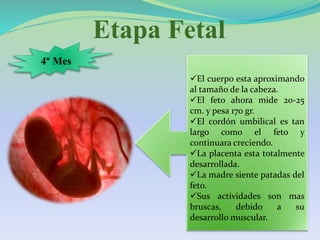 Etapa Fetal
4º Mes
El cuerpo esta aproximando
al tamaño de la cabeza.
El feto ahora mide 20-25
cm. y pesa 170 gr.
El cordón umbilical es tan
largo como el feto y
continuara creciendo.
La placenta esta totalmente
desarrollada.
La madre siente patadas del
feto.
Sus actividades son mas
bruscas, debido a su
desarrollo muscular.
 
