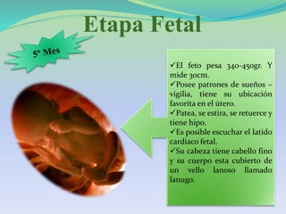 Etapa Fetal
El feto pesa 340-450gr. Y
mide 30cm.
Posee patrones de sueños –
vigilia, tiene su ubicación
favorita en el útero.
Patea, se estira, se retuerce y
tiene hipo.
Es posible escuchar el latido
cardiaco fetal.
Su cabeza tiene cabello fino
y su cuerpo esta cubierto de
un vello lanoso llamado
lanugo.
 