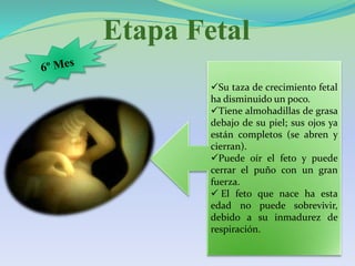 Etapa Fetal
Su taza de crecimiento fetal
ha disminuido un poco.
Tiene almohadillas de grasa
debajo de su piel; sus ojos ya
están completos (se abren y
cierran).
Puede oír el feto y puede
cerrar el puño con un gran
fuerza.
 El feto que nace ha esta
edad no puede sobrevivir,
debido a su inmadurez de
respiración.
 