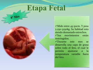 Etapa Fetal
Mide entre 45-50cm. Y pesa
2.250-3250kg. Su habitad esta
siendo demasiado estrechos.
Sus movimientos están
restringidos.
Durante este mes se
desarrolla una capa de grasa
sobre todo el feto, el cual le
permite ajustarse a la
temperatura variable fuera
del feto.
 