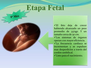 Etapa Fetal
El feto deja de crecer
habiendo alcanzado un peso
promedio de 3375gr. Y un
tamaño cerca de 50 cm.
Los sistemas de órganos
operan con mayor eficiencia.
La frecuencia cardiaca se
incrementan y se expulsan
mas desperdicios a través del
cordón umbilical.
Listo para el nacimiento.
 