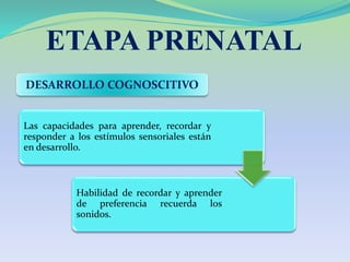 ETAPA PRENATAL
DESARROLLO COGNOSCITIVO
Las capacidades para aprender, recordar y
responder a los estímulos sensoriales están
en desarrollo.
Habilidad de recordar y aprender
de preferencia recuerda los
sonidos.
 