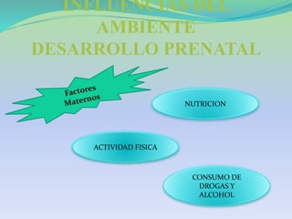 INFLUENCIAS DEL
AMBIENTE
DESARROLLO PRENATAL
NUTRICION
ACTIVIDAD FISICA
CONSUMO DE
DROGAS Y
ALCOHOL
 