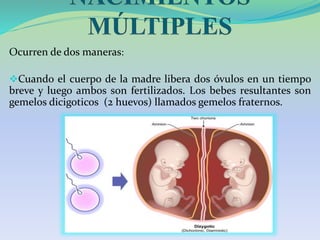 Ocurren de dos maneras:
Cuando el cuerpo de la madre libera dos óvulos en un tiempo
breve y luego ambos son fertilizados. Los bebes resultantes son
gemelos dicigoticos (2 huevos) llamados gemelos fraternos.
 