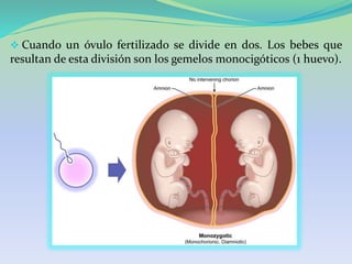  Cuando un óvulo fertilizado se divide en dos. Los bebes que
resultan de esta división son los gemelos monocigóticos (1 huevo).
 