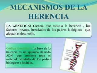 LA GENETICA: Ciencia que estudia la herencia , los
factores innatos, heredados de los padres biológicos que
afectan el desarrollo.
Código Genético: la base de la
herencia es un químico llamado
ADN, que contiene todo el
material heredado de los padres
biológicos a los hijos.
 