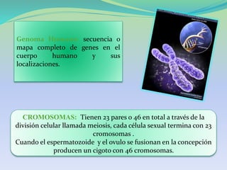Genoma Humano: secuencia o
mapa completo de genes en el
cuerpo humano y sus
localizaciones.
CROMOSOMAS: Tienen 23 pares o 46 en total a través de la
división celular llamada meiosis, cada célula sexual termina con 23
cromosomas .
Cuando el espermatozoide y el ovulo se fusionan en la concepción
producen un cigoto con 46 cromosomas.
 