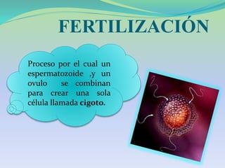 FERTILIZACIÓN
Proceso por el cual un
espermatozoide ,y un
ovulo se combinan
para crear una sola
célula llamada cigoto.
 
