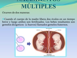  Cuando un óvulo fertilizado se divide en dos. Los bebes que
resultan de esta división son los gemelos monocigóticos (1 h...