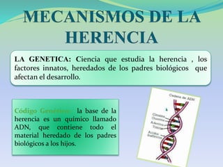 Genoma Humano: secuencia o
mapa completo de genes en el
cuerpo humano y sus
localizaciones.
CROMOSOMAS: Tienen 23 pares o ...