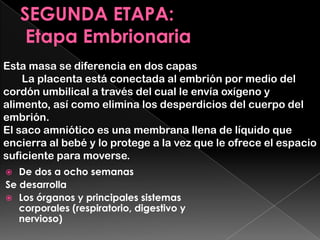 Etapa Embrionaria