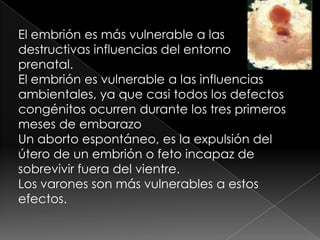 TERCERA ETAPA: PERÍODO FETALETAPA FETAL Ocurre de las ocho semanas al nacimientoLos fetos dentro de la 	madre son capaces de patalear, nadar, succionar el pulgar, tener hipo, girar, flexionar el cuerpo, tragar, entrecerrar los ojos etc.