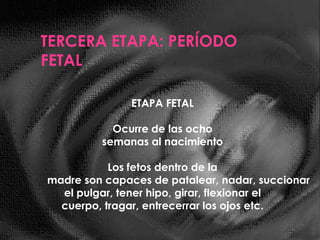 El feto desarrolla una discriminación de olores y sentido del gusto.
