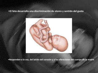 Responden a la voz, del latido del corazón y a las vibraciones del cuerpo de la madre.A partir del 8vo mes la madre le proporciona anticuerpos para probables infecciones que lo protege hasta los 6 meses después de nacer.A partir de aquí esta listo para nacer, ya es unorganismo autónomo