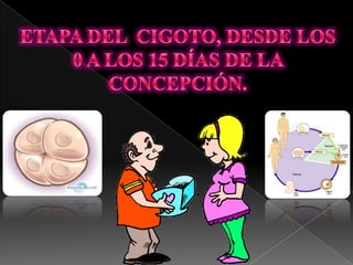 ETAPA DEL  CIGOTO, DESDE LOS 0 A LOS 15 DÍAS DE LA CONCEPCIÓN.