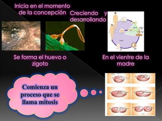 Inicia en el momento de la concepciónCreciendo y desarrollando.En el vientre de la madreSe forma el huevo o zigotoComienza un proceso que se llama mitosis