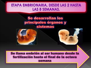 Etapa embrionaria, desde las 2 hasta las 8 semanas.Se desarrollan los principales órganos y sistemas Se llama embrión al ser humano desde la fertilización hasta el final de la octava semana