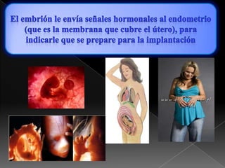 El embrión le envía señales hormonales al endometrio  (que es la membrana que cubre el útero), para indicarle que se prepare para la implantación 