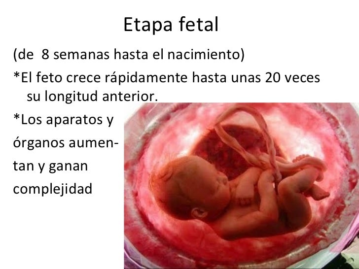 Etapa prenatal