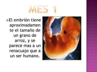 El embrión tiene
aproximadamen
te el tamaño de
un grano de
arroz, y se
parece mas a un
renacuajo que a
un ser humano.
 