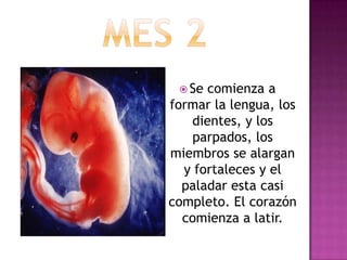  Se comienza a
formar la lengua, los
dientes, y los
parpados, los
miembros se alargan
y fortaleces y el
paladar esta casi
completo. El corazón
comienza a latir.
 