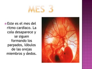  Este es el mes del
ritmo cardiaco. La
cola desaparece y
se siguen
formando los
parpados, lóbulos
de las orejas
miembros y dedos.
 