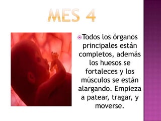 Todos los órganos
principales están
completos, además
los huesos se
fortaleces y los
músculos se están
alargando. Empieza
a patear, tragar, y
moverse.
 