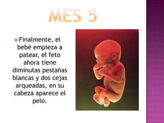  Finalmente, el
bebé empieza a
patear, el feto
ahora tiene
diminutas pestañas
blancas y dos cejas
arqueadas, en su
cabeza aparece el
pelo.
 