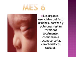  Los órganos
esenciales del feto
(riñones, corazón y
pulmones) están
formados
totalmente,
comienzan a
reconocerse las
características
faciales.
 