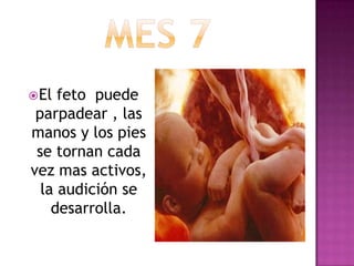 El feto puede
parpadear , las
manos y los pies
se tornan cada
vez mas activos,
la audición se
desarrolla.
 