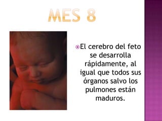 El cerebro del feto
se desarrolla
rápidamente, al
igual que todos sus
órganos salvo los
pulmones están
maduros.
 