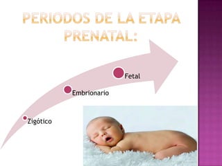 Zigótico
Embrionario
Fetal
 