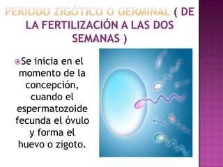 Se inicia en el
momento de la
concepción,
cuando el
espermatozoide
fecunda el óvulo
y forma el
huevo o zigoto.
 