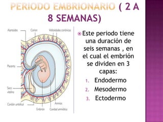  Este periodo tiene
una duración de
seis semanas , en
el cual el embrión
se dividen en 3
capas:
1. Endodermo
2. Mesodermo
3. Ectodermo
 