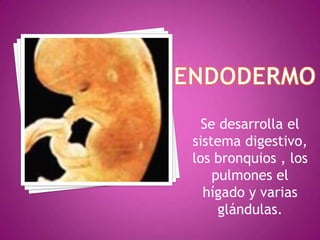 Se desarrolla el
sistema digestivo,
los bronquios , los
pulmones el
hígado y varias
glándulas.
 