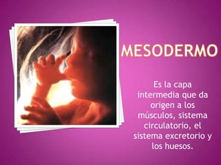 Es la capa
intermedia que da
origen a los
músculos, sistema
circulatorio, el
sistema excretorio y
los huesos.
 