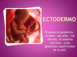 Produce la epidermis ,
el pelo , las uñas , los
dientes, el sistema
nervioso , y las
glándulas superficiales
de la piel.
 